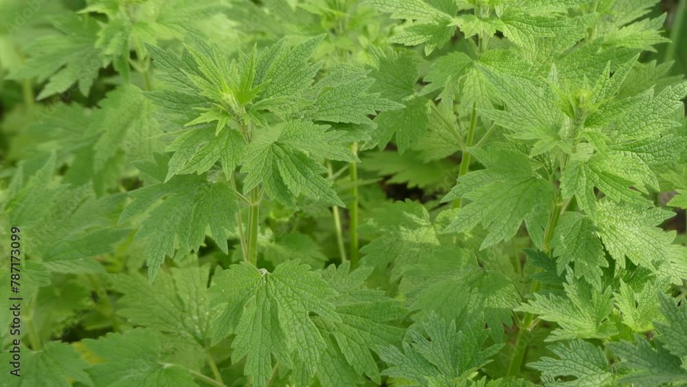 Leonurus cardiaca, known as motherwort, is an herbaceous perennial plant in the mint family, Lamiaceae. Other common names include throw-wort, lions ear, and lions tail. Leonurus cardiaca, known as motherwort, is an herbaceous perennial plant in the mint family, Lamiaceae. Other common names include throw-wort, lions ear, and lions tail.