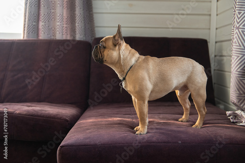 French Bulldog puppy standing on sofa at home