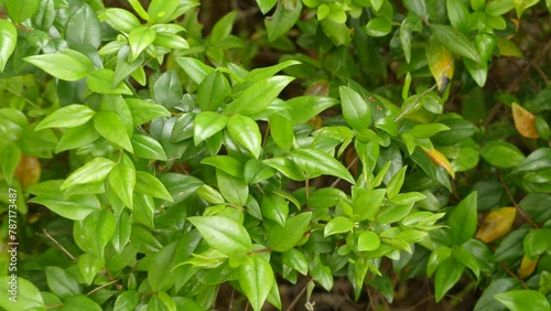 Wallpaper Mural Myrtus communis, the common myrtle, is an evergreen shrub native to southern Europe, north Africa, western Asia, Macaronesia, and the Indian Subcontinent, and also cultivated. Torontodigital.ca