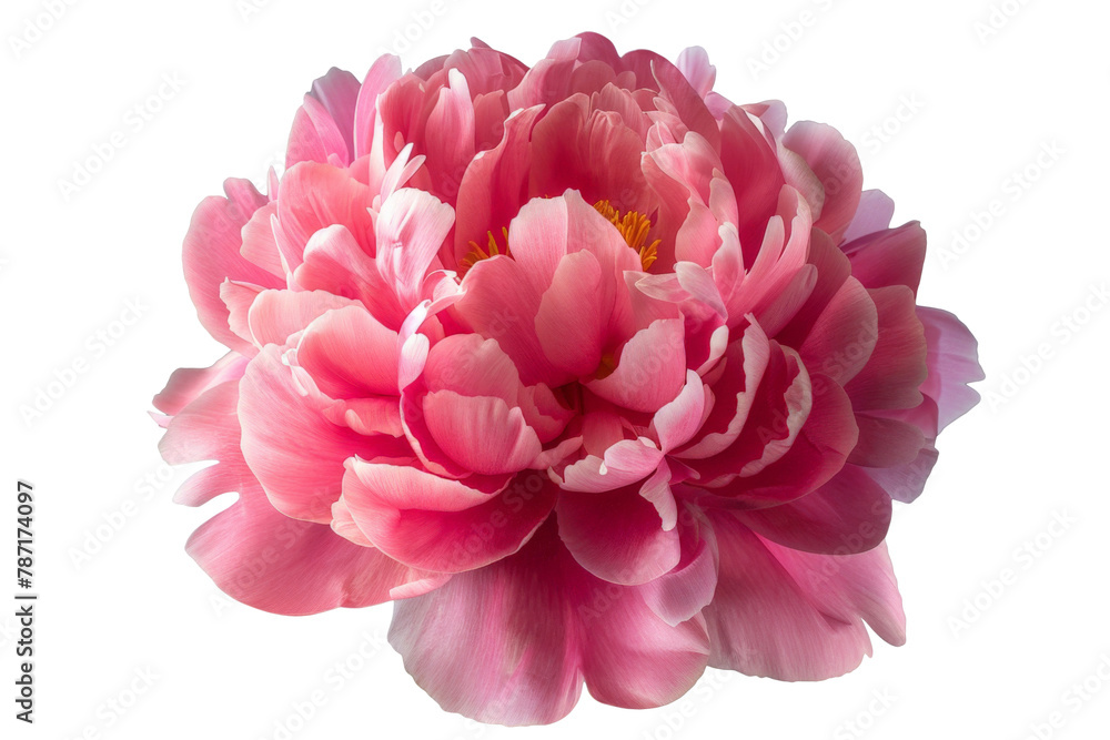 Bright pink peony flower isolated on white. Tender floral photo cutout
