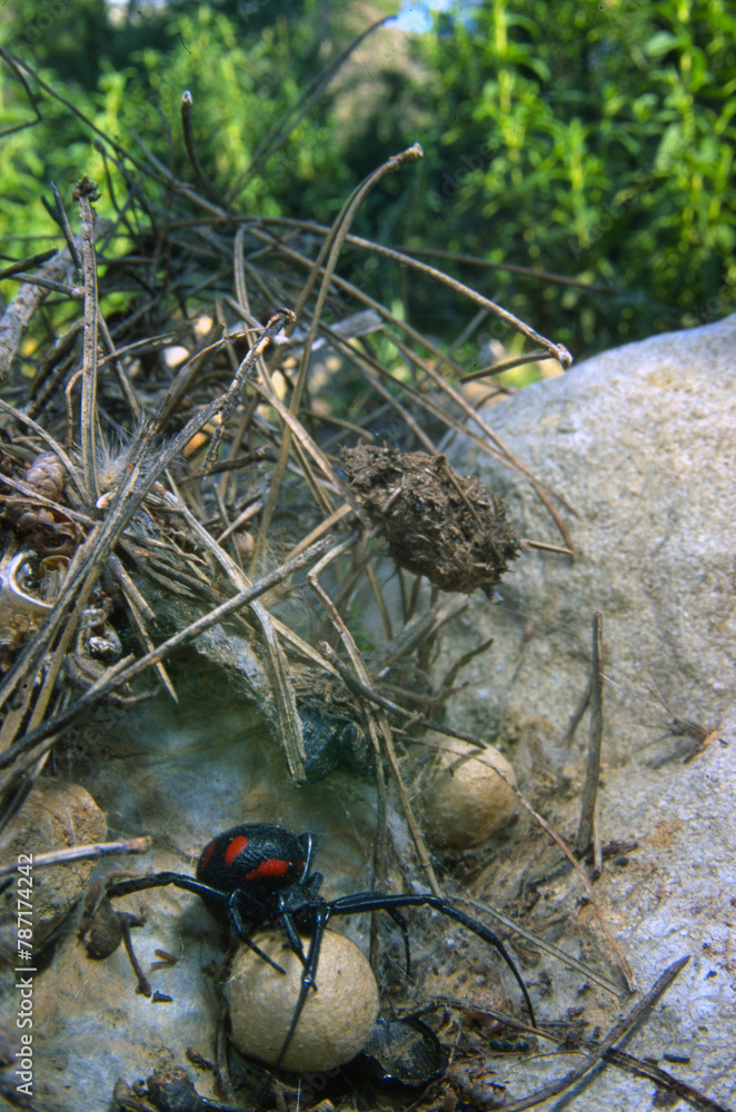 Mediterranean black widow (Latrodectus tredecimguttatus) with eggs, Capocaccia, Sardinia, Italy Mediterranean black widow (Latrodectus tredecimguttatus) with eggs, Capocaccia, Sardinia, Italy