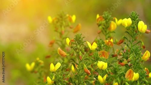Ononis natrix, yellow restharrow or shrubby rest-harrow, is species of plant in family Fabaceae. Perennial ligneous at base, completely viscousglandular. photo