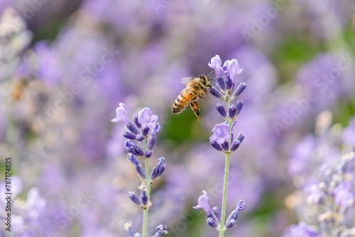 honey bee flying toa  lavender blossom for a nectar
