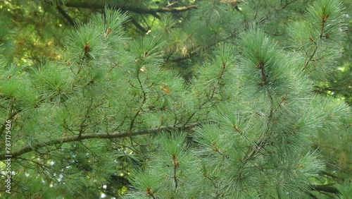 Pinus strobus, commonly known as eastern white pine, white pine, northern white pine, Weymouth pine, and soft pine is large pine native to eastern North America. photo