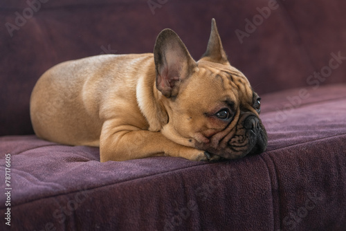 French Bulldog puppy lay on sofa at home, cute and lazy