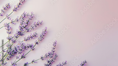 Lavender flowers on pastel background Copy space Top view flat lay   Generative AI