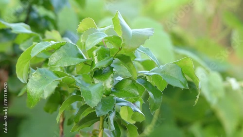 Mahonia aquifolium (Oregon-grape or Oregon grape) is species of flowering plant in family Berberidaceae, native to western North America. photo
