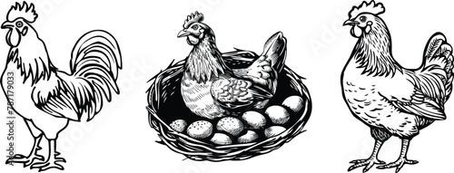 Set of chicken, farm animals, vector illustration.