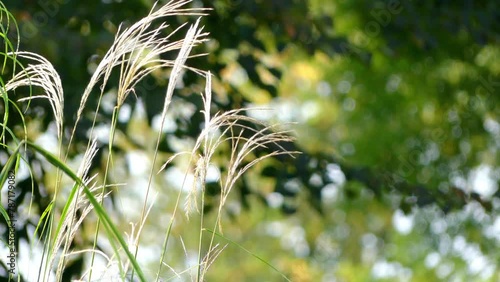 Spartina pectinata is species of cordgrass photo