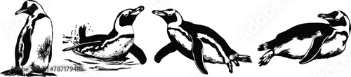 Set of penguins in different poses, vector illustration.