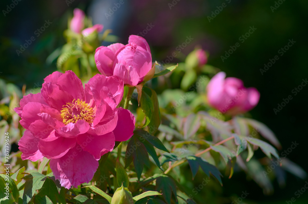 pink flowers in the garden pink flowers in the garden