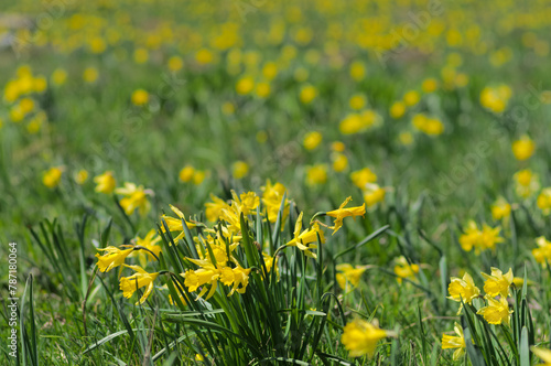 wild yellow daffodils in the field