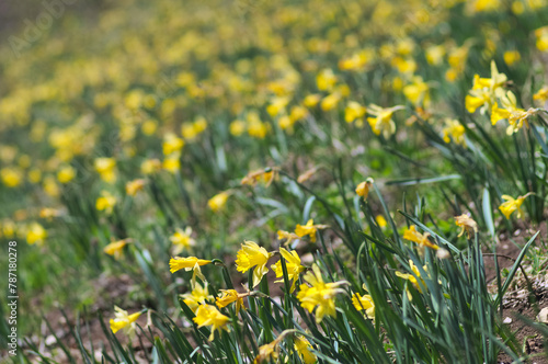 wild yellow daffodils in the field