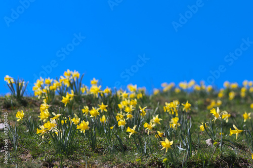 yellow flowers in the mountain meadow in blue sky