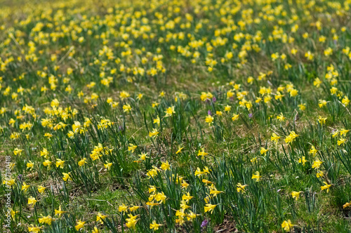 wild yellow daffodils in the field