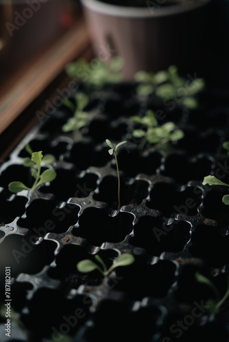 Baby plants of a salad and gardening at home