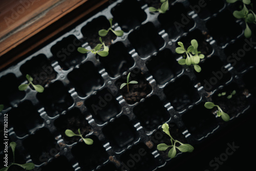 Baby plants of a salad and gardening at home