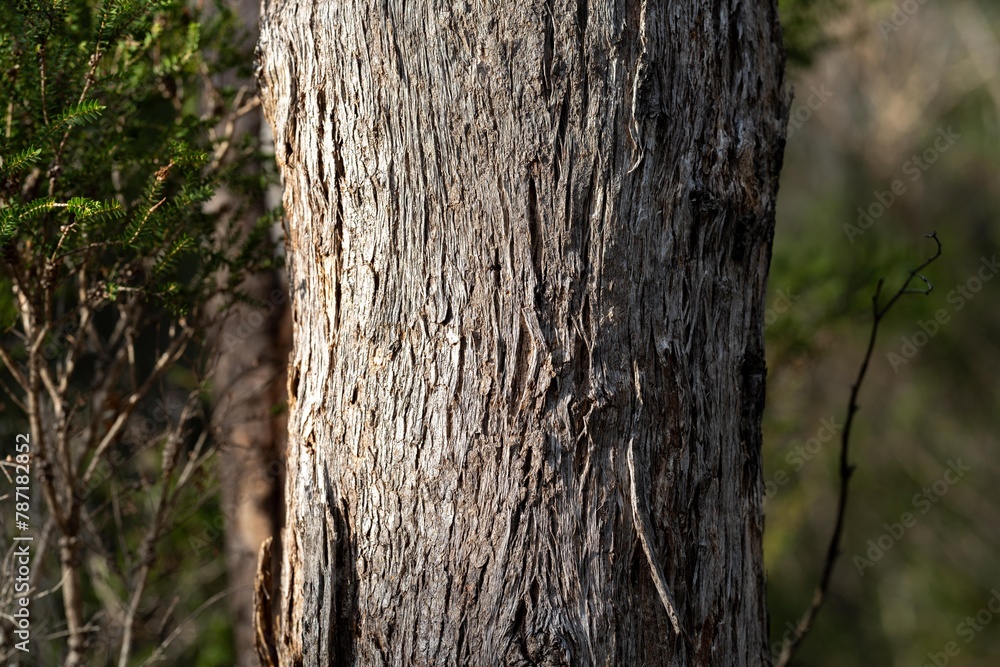 beautiful gum Trees and shrubs in the Australian bush forest. Gumtrees and native plants growing in Australia in spring beautiful gum Trees and shrubs in the Australian bush forest. Gumtrees and native plants growing in Australia in spring