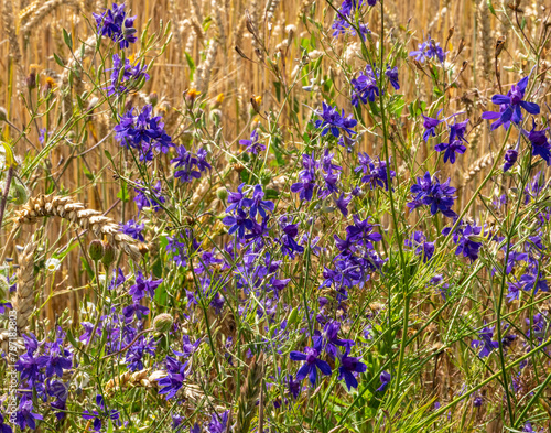 Larkspur against the background of grain crop Triticale.
Larkspur is very poisonous. A decoction of its herbs in small doses is drunk for diseases of the genitourinary system, stagnation of bile.
 photo