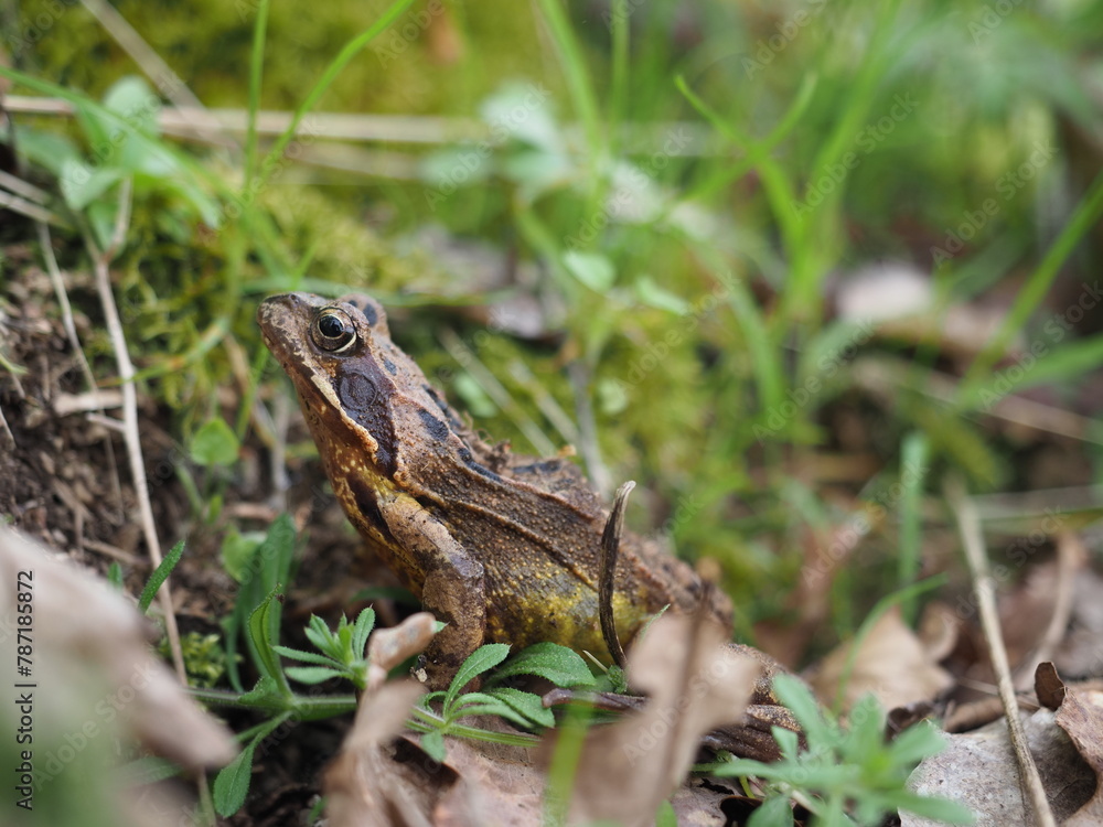 Obraz premium OLYMPUS DIGITAL CAMERA