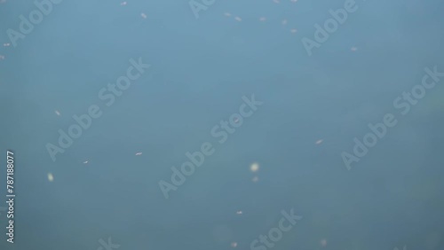 Gnats flying against the quiet of a small lake. photo