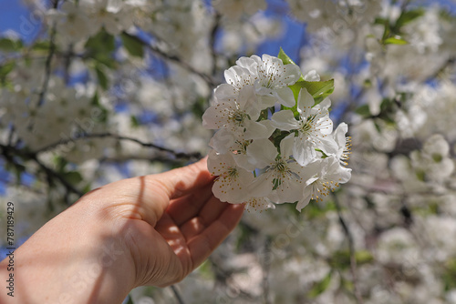 branch of a blossoming cherry in a woman's hand, against the background of a blossoming tree and a bright blue sky, selective focus