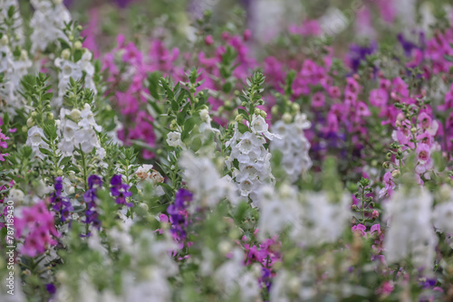 a Blooming pink Angelonia flower field or Little turtle flower