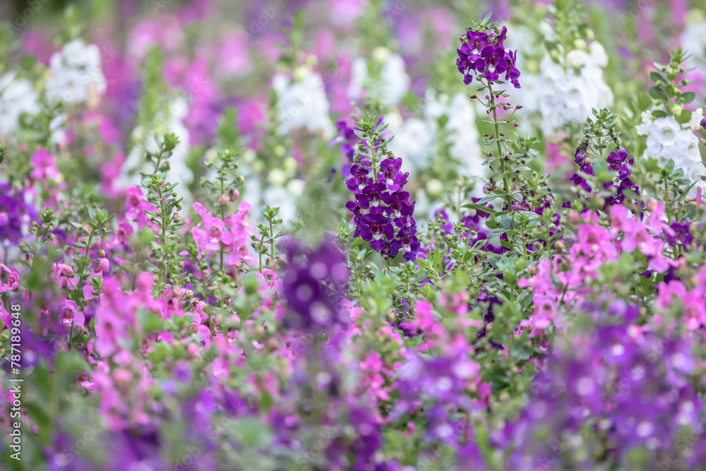 Fototapeta premium a Blooming pink Angelonia flower field or Little turtle flower