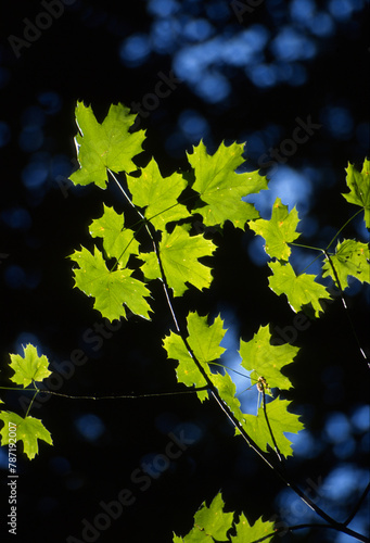 Branch with leaves of the maple in backlight, taken in spring in closeup, . Laconi, Sardinia, Italy photo