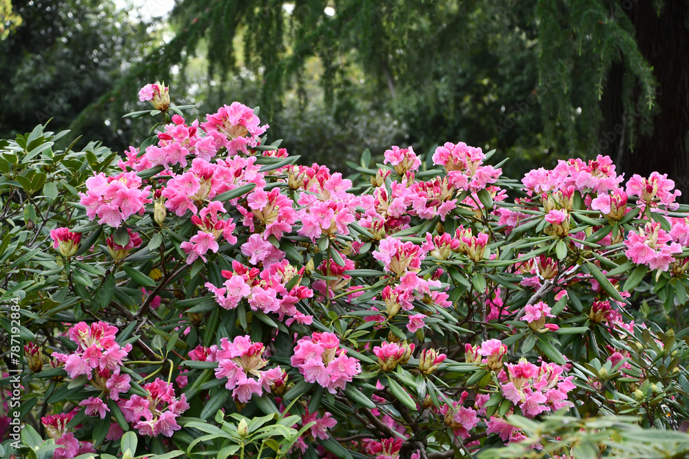 シャクナゲの花