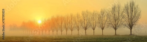 a row of poplar trees without leaves in the early morning along side a field of green grass with the morning dew still 