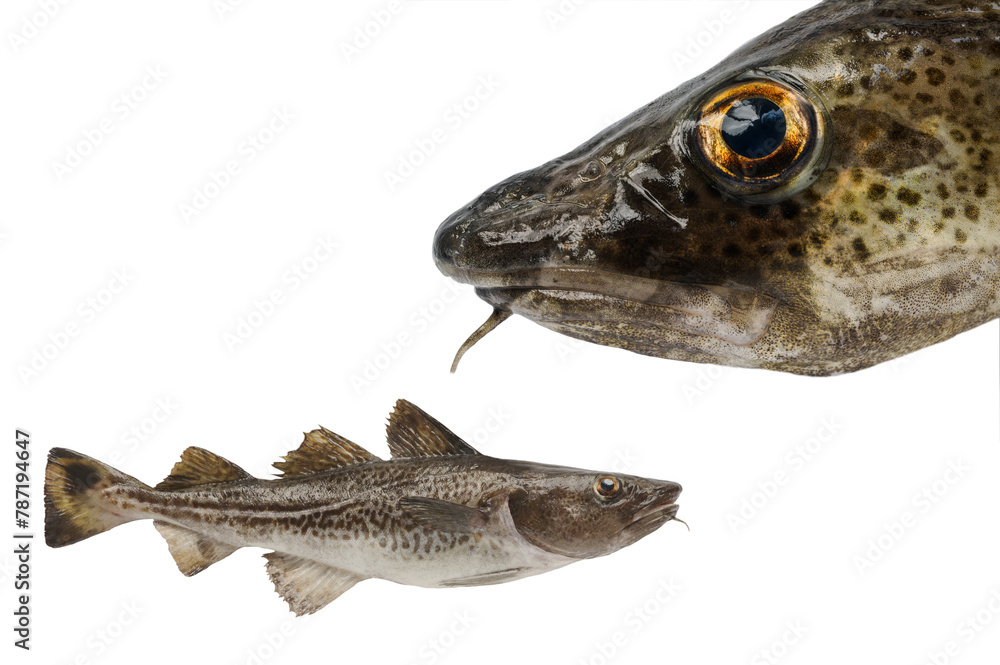 Naklejka premium portrait baltic cod isolated on white background