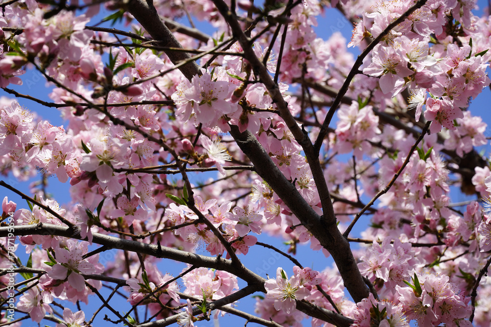 peach blossom