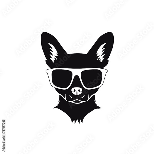 Chihuahua with sunglasses