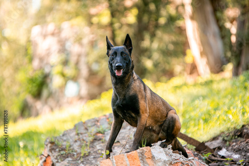 Belgian Malinois dog in the spring park