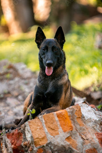 Belgian Malinois dog in the spring park