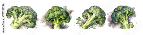 Set of broccoli branch. Hand drawn watercolor illustration.