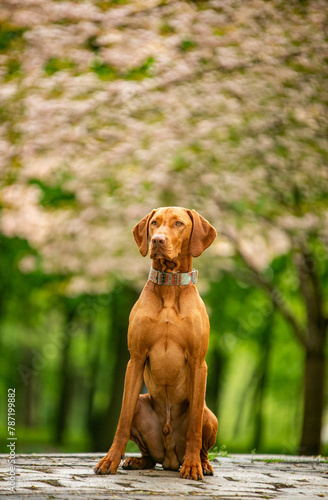 Dog of the Hungarian Vizsla breed in a green park