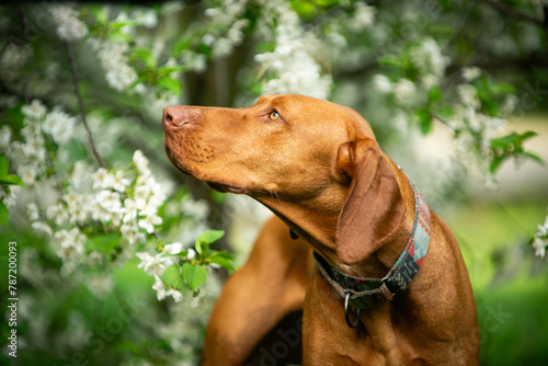 Dog of the Hungarian Vizsla breed in a green park