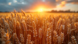 Wheat field at sunset with golden hues and sunburst. Agriculture and harvest concept. Design for farming and food industry materials, agricultural education, and environmental sustainability campaigns
