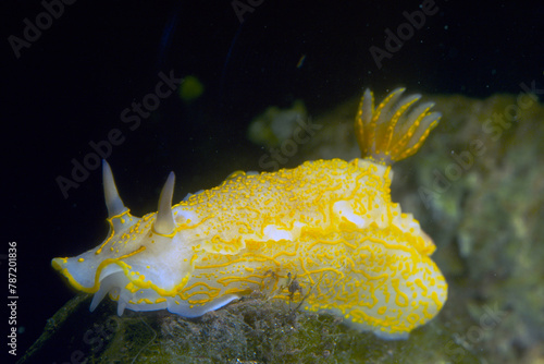 Nudibranch, Sea slug, Discodoris stellifera crawling on sponge, Alghero, Capo Caccia, Sardinia, Italy  Hypselodoris webbi photo
