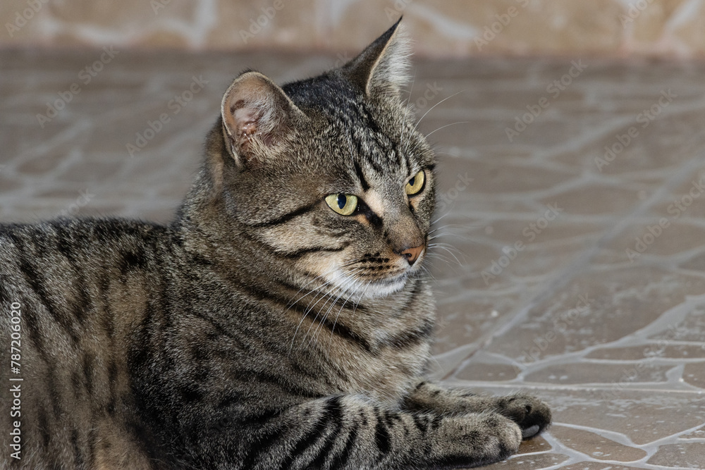 Close-up photo of an adorable cute cat. Close-up photo of an adorable cute cat.