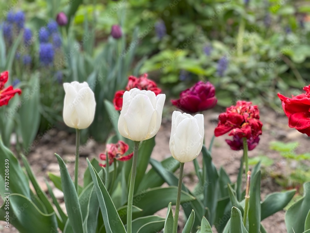 three white tulips is in a flowerbed three white tulips is in a flowerbed