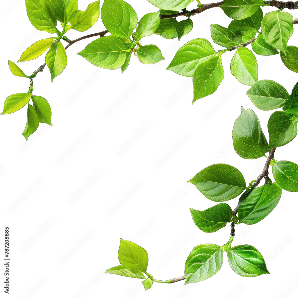 green leaves frame illustration png isolated on white background