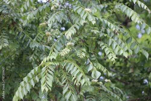Fresh organic curry leaves growing in plant that is used in medicinal and culinary applications