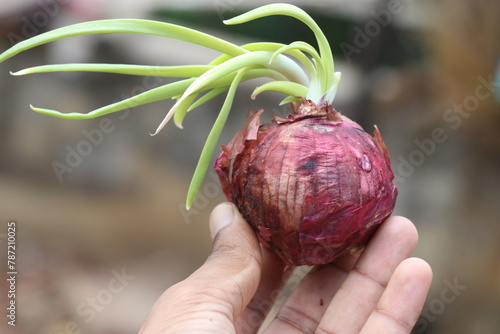 Onion with fresh sprouts held in the hand on natural background