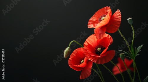 Symbolic red poppies  tribute to remembrance day and anzac day on black background