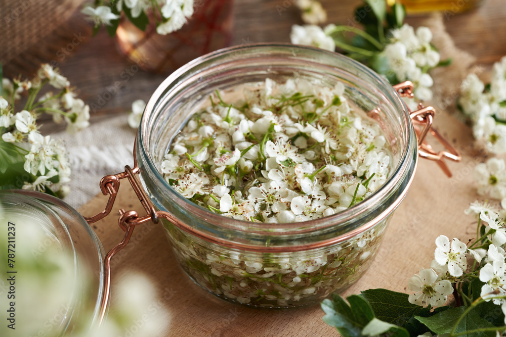 A jar filled with fresh white hawthorn blossoms and alcohol - preparation of herbal tincture for the heart