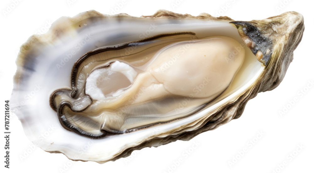 PNG Seafood oyster transparent background invertebrate PNG Seafood oyster transparent background invertebrate