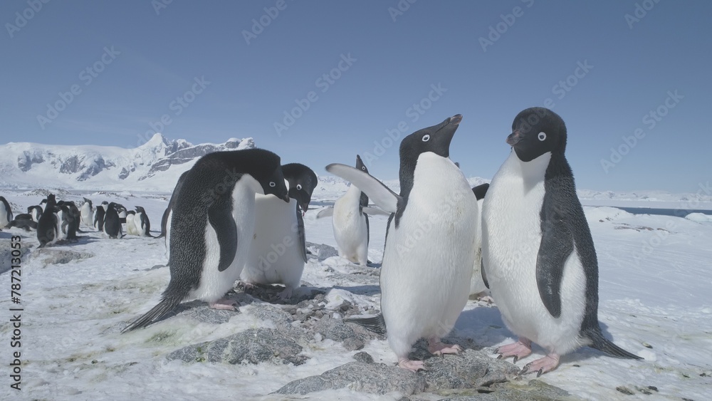 Obraz premium Funny Penguin Group On Antarctica Snow Covered Land. Close-up Of Adelie Penguins Colony. Habits Of Wild Animals. Winter Polar Landscape. Bright Sun Over Mighty Mountains.